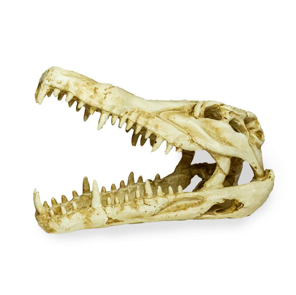 Lucky Reptile Deco Skull Krokodil